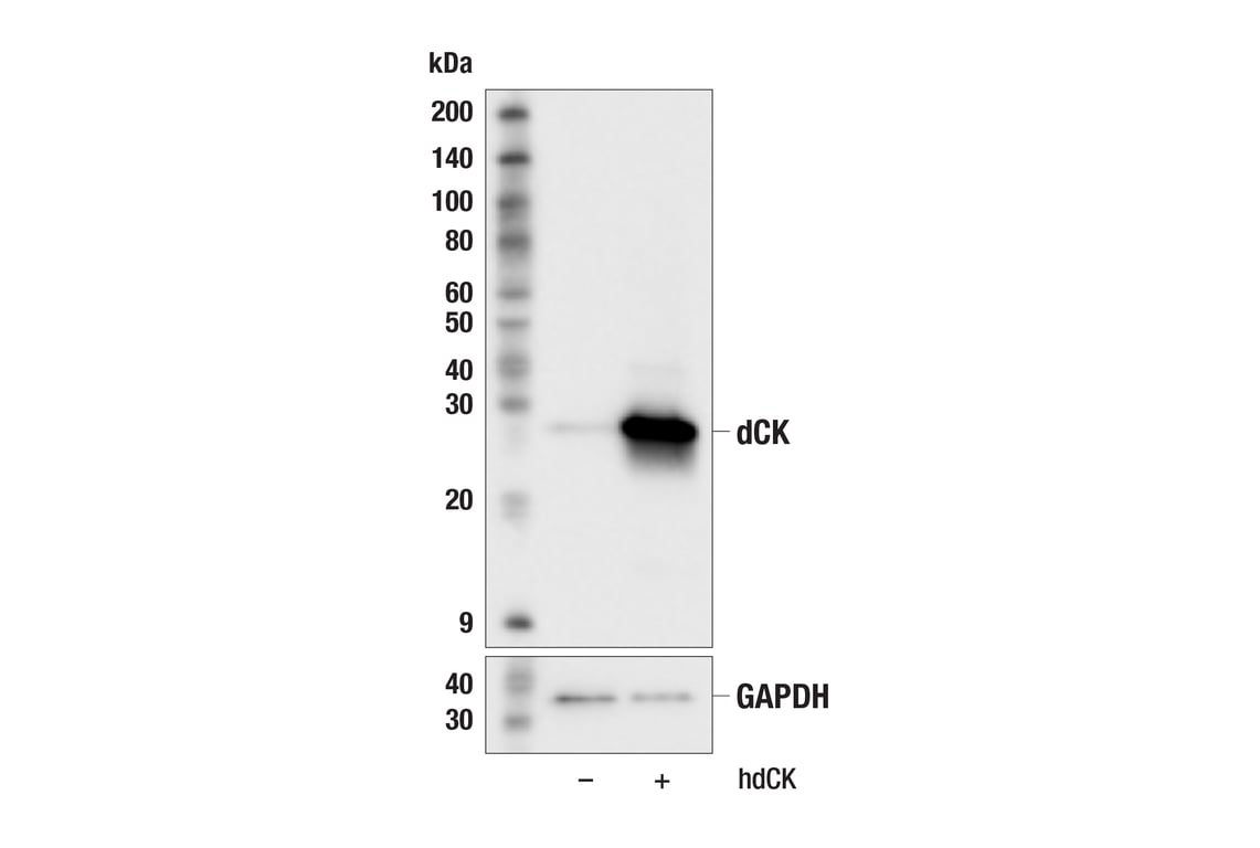 Western Blotting Image 2: dCK (F1B5N) Rabbit Monoclonal Antibody