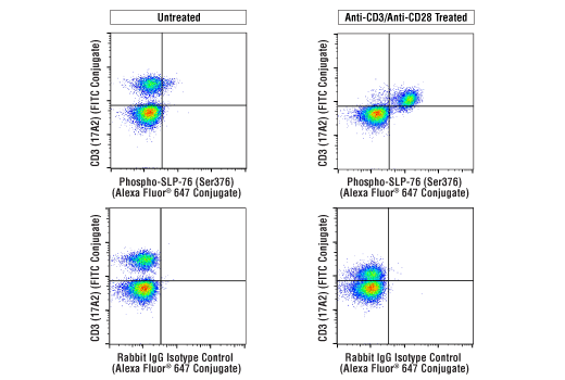 Phospho-SLP-76 (Ser376) (E3G9U) XP® Rabbit mAb (Alexa Fluor