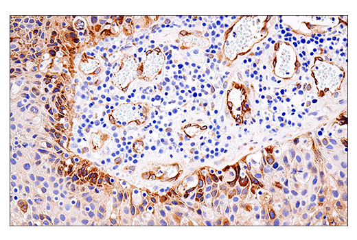 Immunohistochemistry Image 1: APP (E8B3O) Rabbit Monoclonal Antibody (BSA and Azide Free)