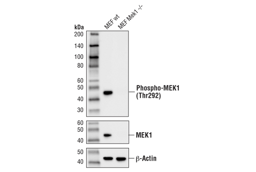 Western Blotting Image 2: Phospho-MEK1 (Thr292) (D5L3K) Rabbit Monoclonal Antibody