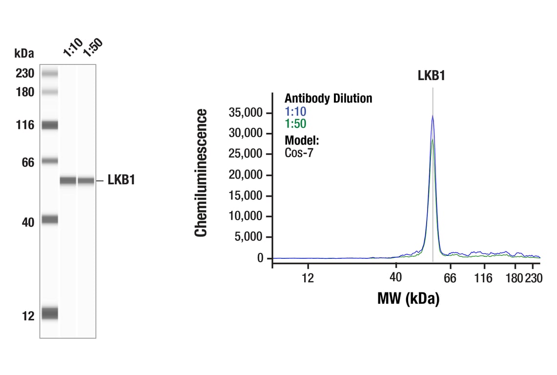 undefined Image 3: PhosphoPlus<sup>®</sup> LKB1 (Ser428) Antibody Duet