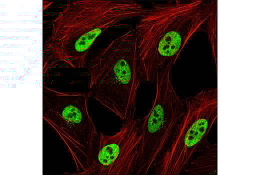 Immunofluorescence Image 1: hnRNP A1 (K350) Antibody