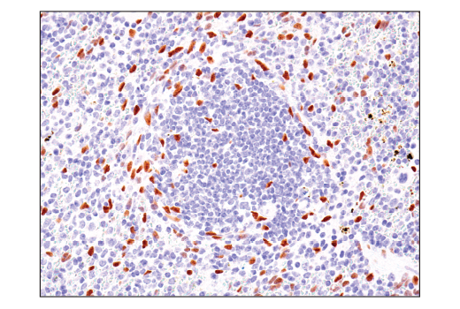 Immunohistochemistry Image 7: TEAD1 (D9X2L) Rabbit Monoclonal Antibody (BSA and Azide Free)