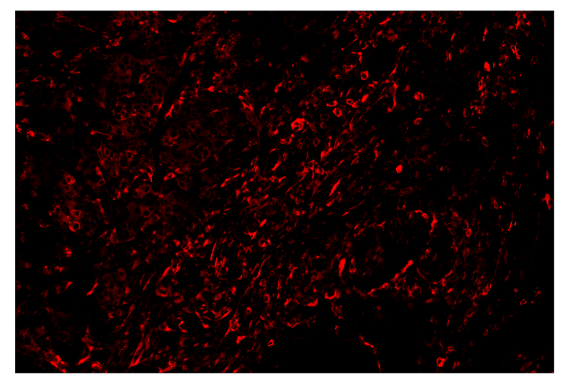 Immunohistochemistry Image 3: Phospho-S6 Ribosomal Protein (Ser235/236) (D57.2.2E) & CO-0107-750 SignalStar<sup>™</sup> Oligo-Antibody Pair