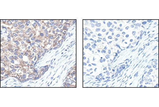 Immunohistochemistry Image 4: VDAC Antibody