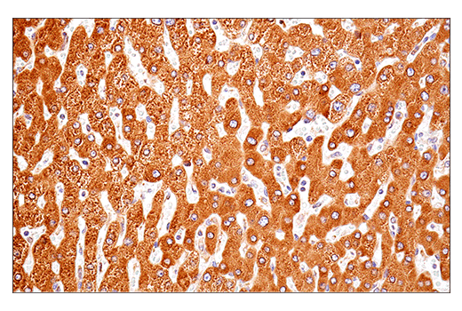 Immunohistochemistry Image 4: PDI (E7O2R) Mouse Monoclonal Antibody