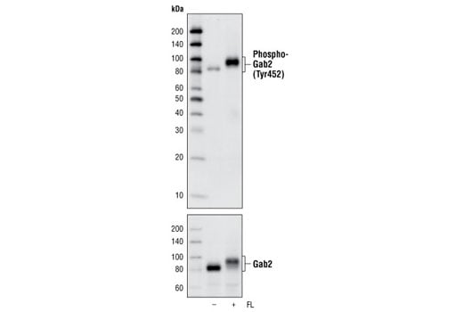 Western Blotting Image 1: Phospho-Gab2 (Tyr452) (C33G1) Rabbit mAb