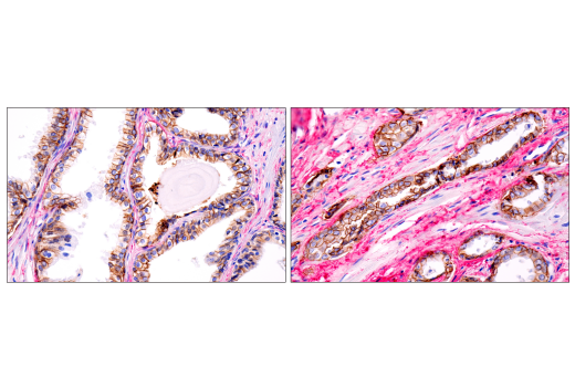 Immunohistochemistry Image 7: Hydroxyproline Antibody