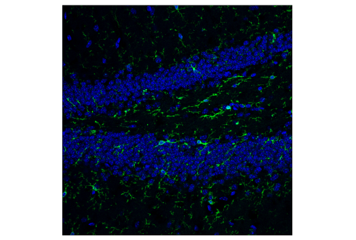 Immunofluorescence Image 2: F4/80 (D4C8V) Rabbit Monoclonal Antibody (Alexa Fluor<sup>®</sup> 488 Conjugate)