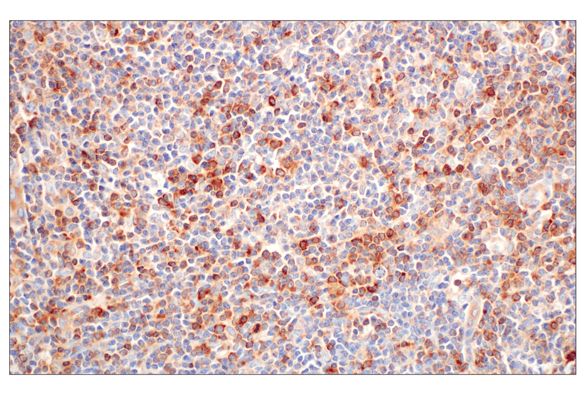 Immunohistochemistry Image 3: WNK1 (F1O3U) Rabbit Monoclonal Antibody
