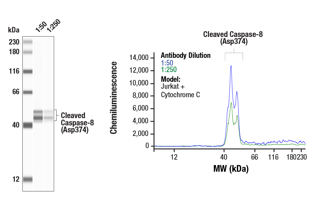 Western Blotting Image 1: Cleaved Caspase-8 (Asp374) (E6H8S) Rabbit Monoclonal Antibody