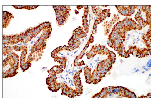 Immunohistochemistry Image 5: TFAM (D5C8) Rabbit Monoclonal Antibody