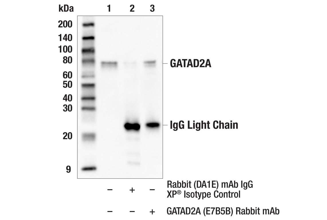 Immunoprecipitation Image 1: GATAD2A (E7B5B) Rabbit Monoclonal Antibody