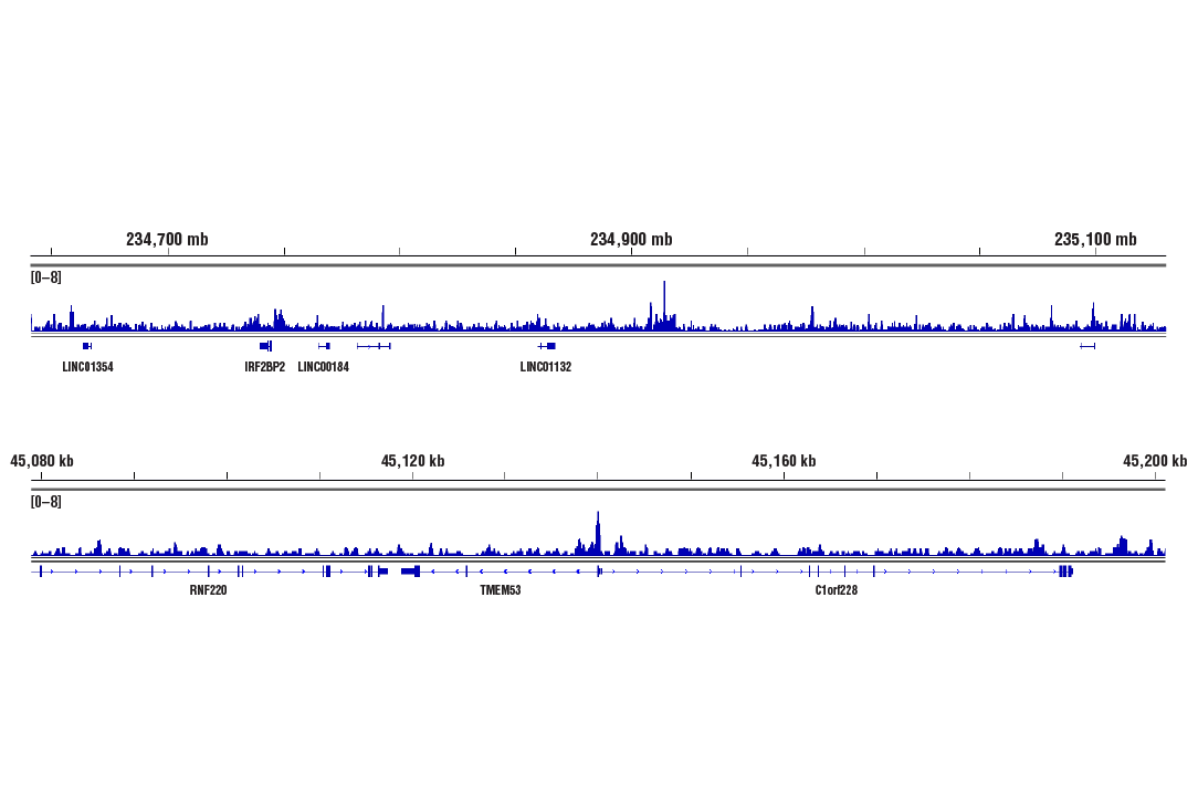 CUT & RUN Image 2: BRD4 (E2A7X) Rabbit Monoclonal Antibody