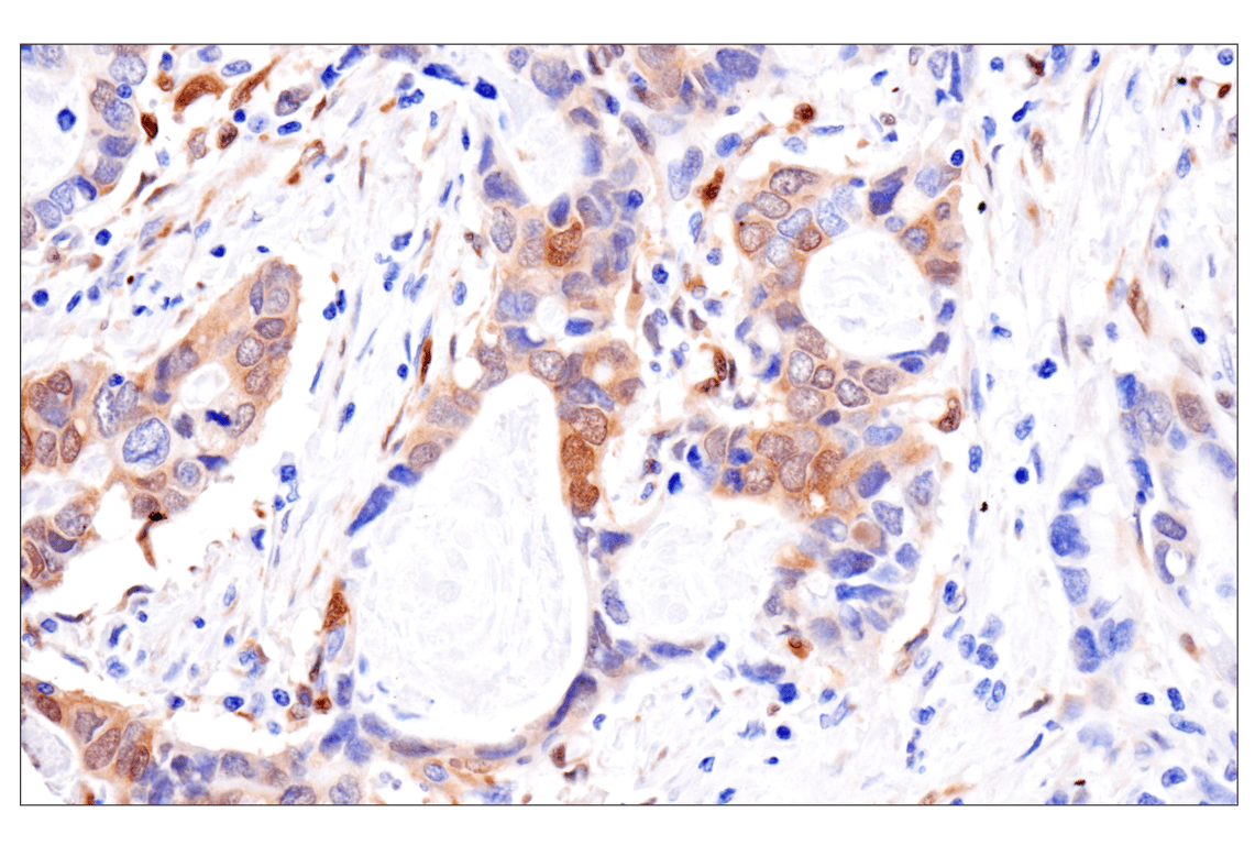 Immunohistochemistry Image 7: PPP1R14A/CPI-17 (F1I6X) Rabbit Monoclonal Antibody