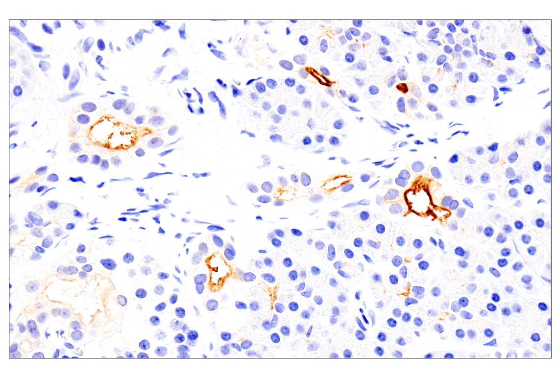 Immunohistochemistry Image 8: Folate Receptor Alpha/FOLR1 (BN3.2) Mouse mAb