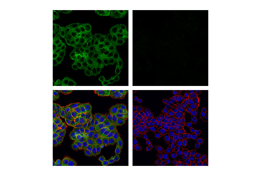 Immunofluorescence Image 1: RIP (E8S7U) Rabbit Monoclonal Antibody (BSA and Azide Free)
