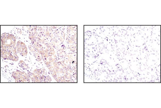 Immunohistochemistry Image 1: PP2A C Subunit Antibody
