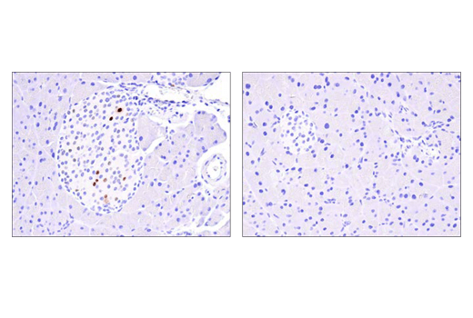 Immunohistochemistry Image 1: Cre Recombinase (D7L7L) Rabbit Monoclonal Antibody (BSA and Azide Free)