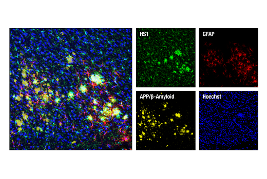 undefined Image 29: Microglia Interferon-Related Module Antibody Sampler Kit