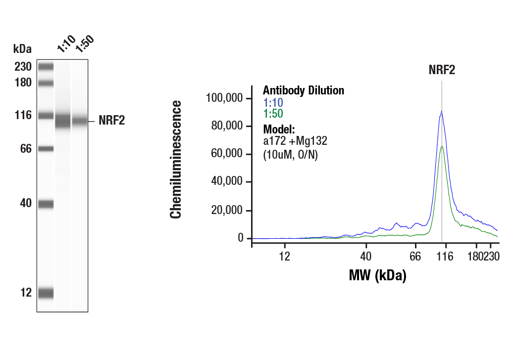 Western Blotting Image 1: NRF2 (E5F1A) Rabbit Monoclonal Antibody