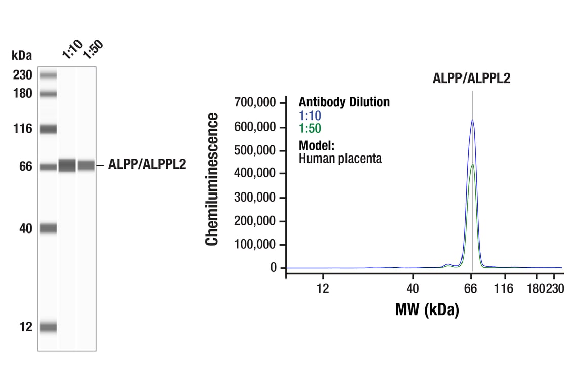Western Blotting Image 1: ALPP/ALPPL2 (F1L4G) Rabbit Monoclonal Antibody