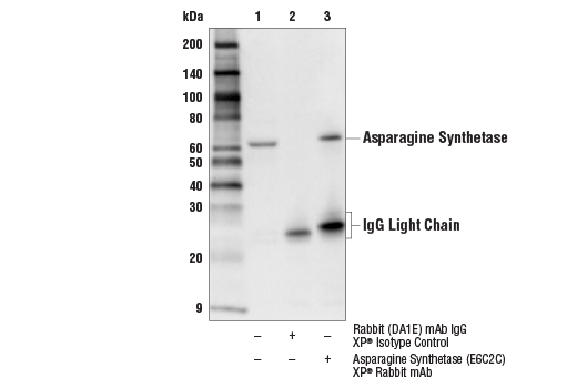 Immunoprecipitation Image 1: Asparagine Synthetase (E6C2C) Rabbit Monoclonal Antibody