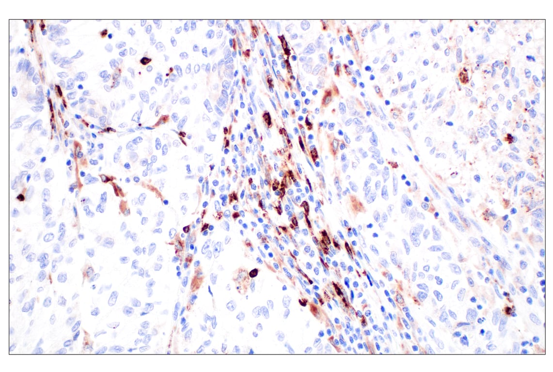 Immunohistochemistry Image 2: Lysozyme C (E9W6E) Rabbit Monoclonal Antibody
