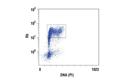 Flow Cytometry Image 1: Rb (4H1) Mouse Monoclonal Antibody (BSA and Azide Free)