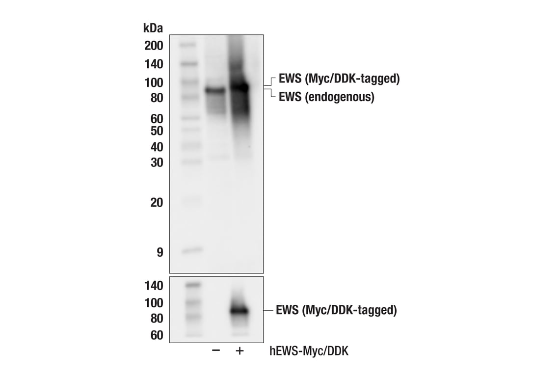 Western Blotting Image 2: EWS (F9H8X) Rabbit Monoclonal Antibody