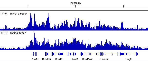Chromatin Immunoprecipitation Image 3: SimpleChIP<sup>®</sup> Plus Enzymatic Chromatin IP Kit (Magnetic Beads)