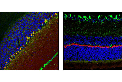 Immunofluorescence Image 1: PSD95 (D27E11) Rabbit Monoclonal Antibody (BSA and Azide Free)