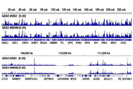 CUT & RUN Image 2: GATA-3 (D13C9) Rabbit Monoclonal Antibody