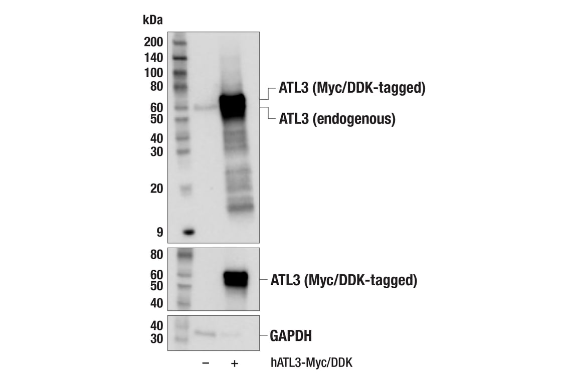 Western Blotting Image 2: ATL3 (F5T5J) Rabbit Monoclonal Antibody