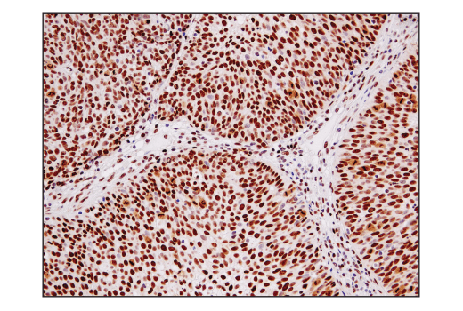 Immunohistochemistry Image 1: Ape1 (E5Y2C) Rabbit Monoclonal Antibody