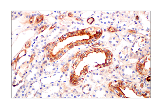 Immunohistochemistry Image 8: Phospho-Tyrosine Mouse Monoclonal Antibody (P-Tyr-100) (BSA and Azide Free)