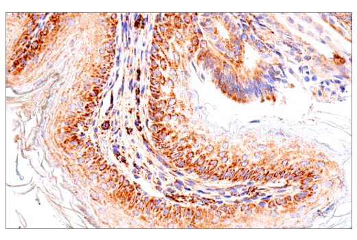 Immunohistochemistry Image 3: Maoa (E3L3B) Rabbit Monoclonal Antibody