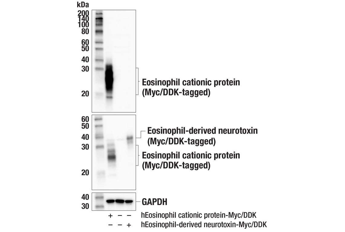 Western Blotting Image 2: Eosinophil cationic protein (E6U5M) Rabbit Monoclonal Antibody