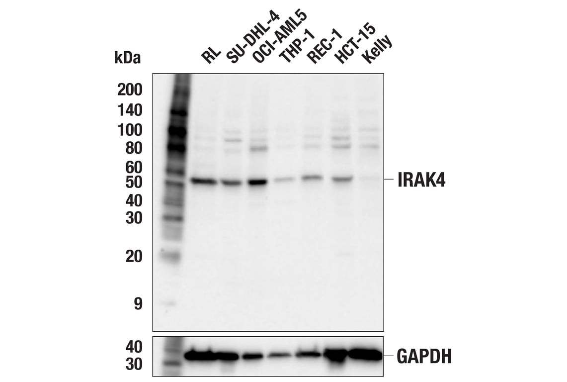 Western Blotting Image 2: IRAK4 (F7Y5H) Rabbit Monoclonal Antibody