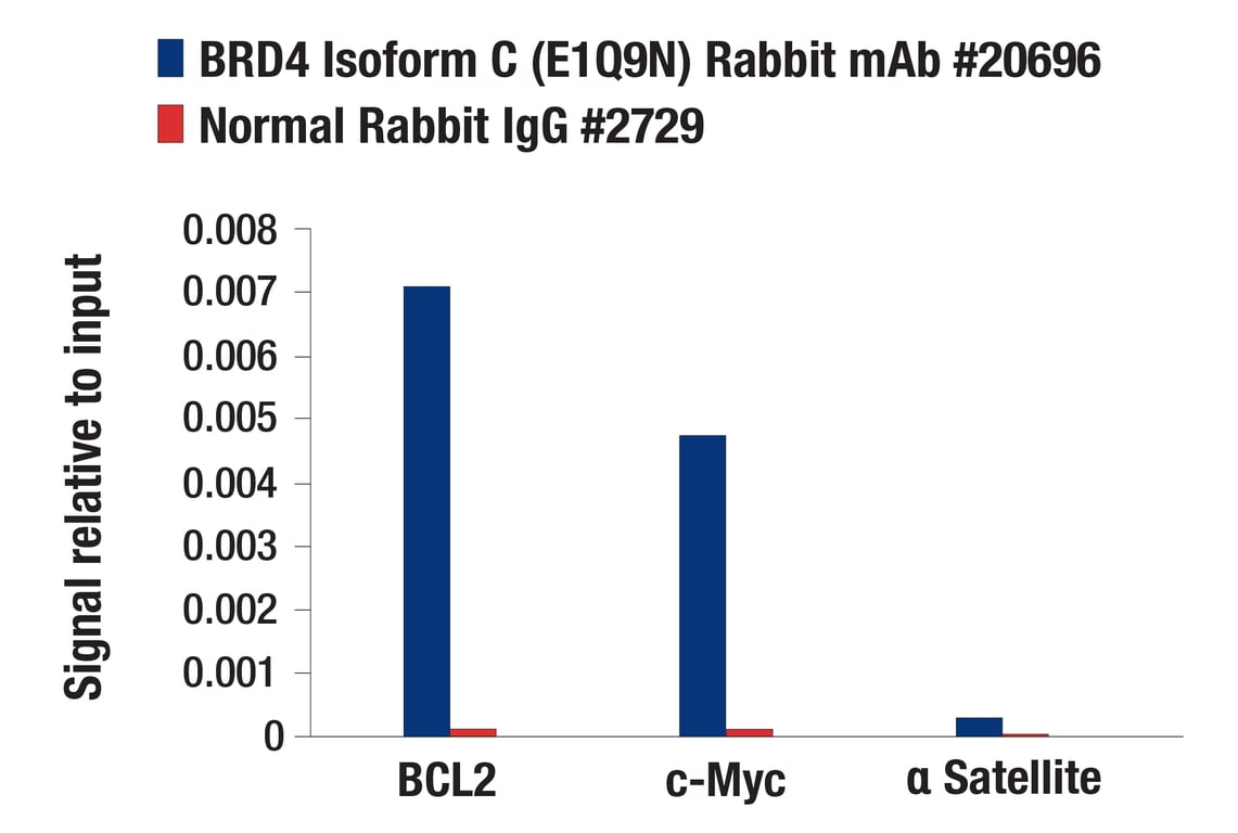Chromatin Immunoprecipitation Image 1: BRD4 Isoform C (E1Q9N) Rabbit Monoclonal Antibody