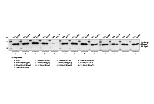 Western Blotting Image 2: Tri-Methyl-Histone H3 (Lys9) (D4W1U) Rabbit Monoclonal Antibody (BSA and Azide Free)