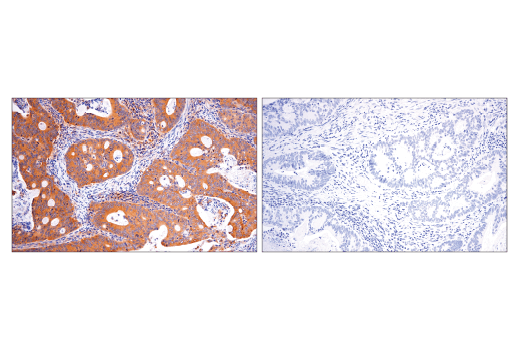 Immunohistochemistry Image 3: Rab5A (E6N8S) Mouse Monoclonal Antibody (BSA and Azide Free)