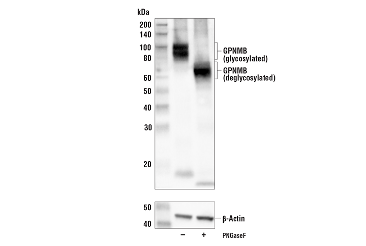 Western Blotting Image 3: GPNMB (E7U1Z) Rabbit Monoclonal Antibody