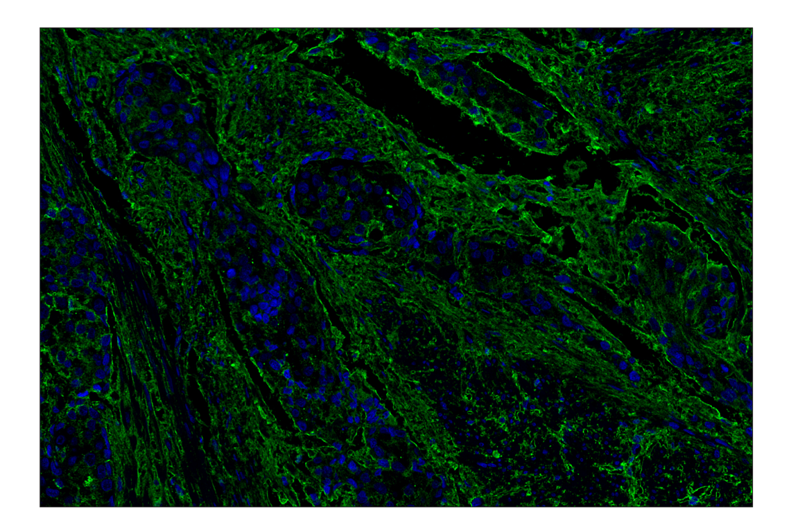 Immunohistochemistry Image 3: Hyaluronan Complete Tissue Staining Kit (Alexa Fluor<sup>®</sup> 488)