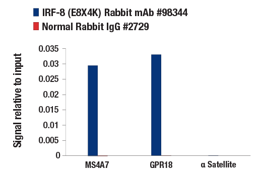 Chromatin Immunoprecipitation Image 1: IRF-8 (E8X4K) Rabbit Monoclonal Antibody