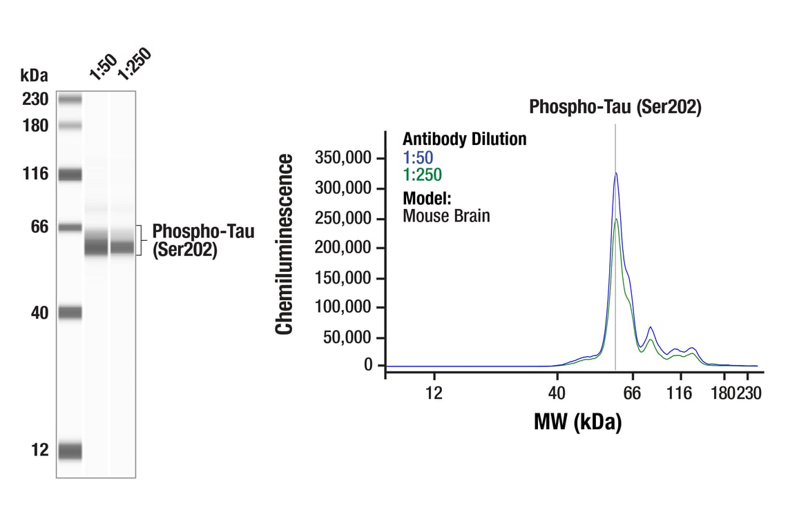 Western Blotting Image 1: Phospho-Tau (Ser202) (F2A2F) Rabbit Monoclonal Antibody