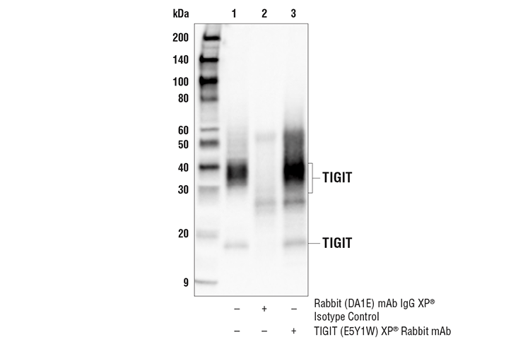 undefined Image 19: Human Exhausted CD8<sup>+</sup> T Cell IHC Antibody Sampler Kit