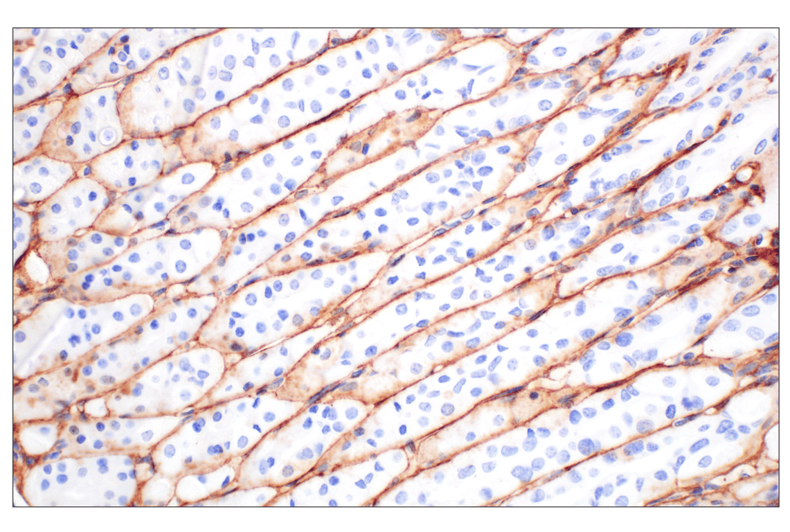 Immunohistochemistry Image 12: Hyaluronan Complete Tissue Staining Kit (HRP)