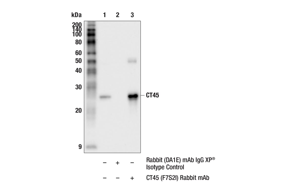 Immunoprecipitation Image 1: CT45 (F7S2I) Rabbit Monoclonal Antibody