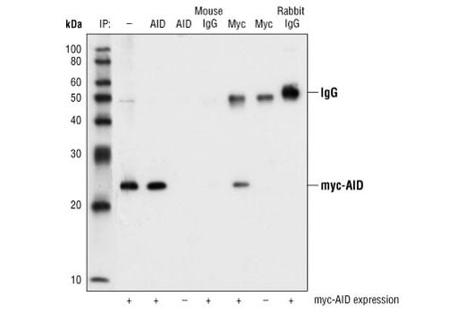 Immunoprecipitation Image 1: AID (L7E7) Mouse Monoclonal Antibody